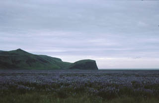 Playa de Vik, Islandia